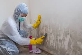 Professional Mold Removal Services in Altamont, NY